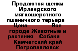 Продаются щенки Ирландского мягкошерстного пшеничного терьера › Цена ­ 30 000 - Все города Животные и растения » Собаки   . Камчатский край,Петропавловск-Камчатский г.